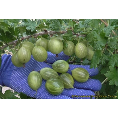Green gooseberries on a branch, held in a blue glove - Orfei