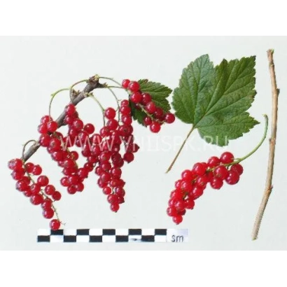 Кисти красной смородины с листьями и веткой, масштабная линейка внизу - Орловчанка