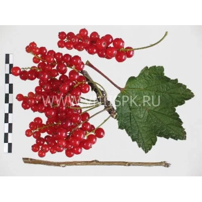 Кисти красной смородины на белом фоне с листом и веткой - Орловская звезда
