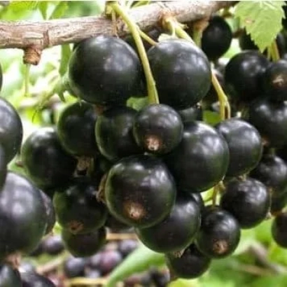 Черная смородина сорта Память Правика на ветке