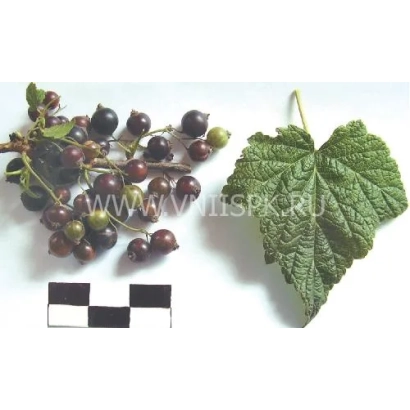 Blackcurrant with leaf and color checker - Bredova's Blackcurrant