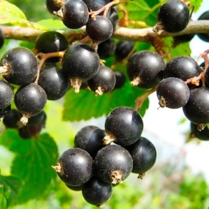 Черная смородина на ветке - ПАМЯТИ КУХАРСКОГО