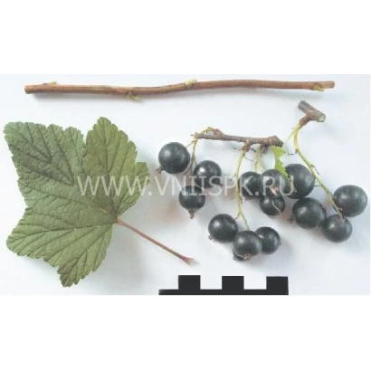 Черная смородина на ветке с листом и палочкой - Памяти Потапенко
