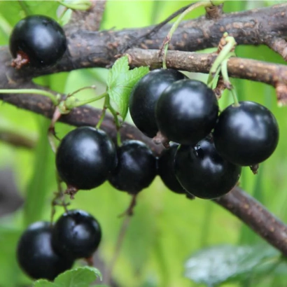 Черная смородина на ветке - Пчелкинская