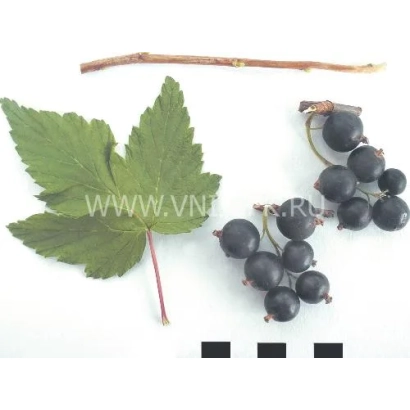 Чорна смородина з листом та гілкою - Перепілка