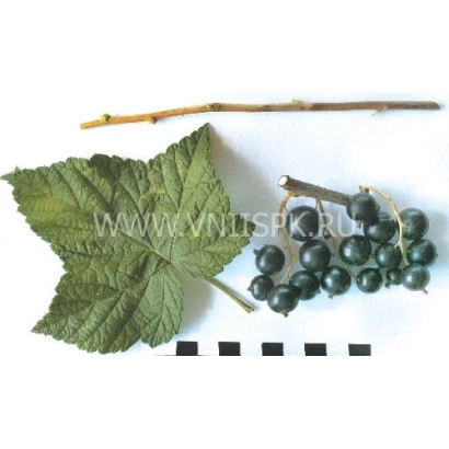 Научная иллюстрация листа и ягод смородины без названия продукта - Подарок Куминову