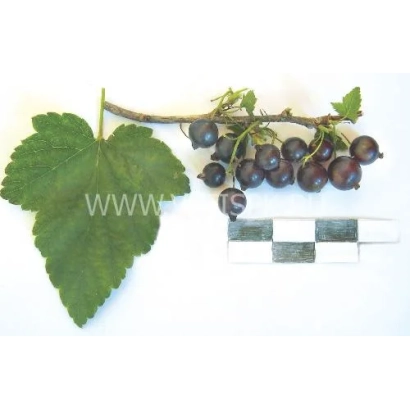 Черная смородина на ветке с листом и эталонной шкалой - Подарок заполярья