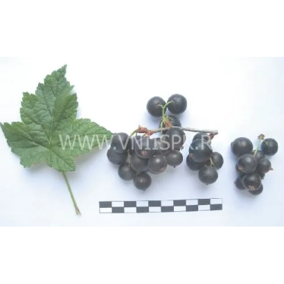 Чорна смородина сорту Поклон Борисової на білому фоні з листом та лінійкою