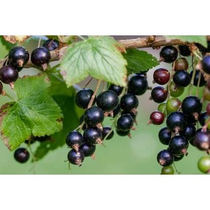 Blackcurrant berries on a branch - POLBEN