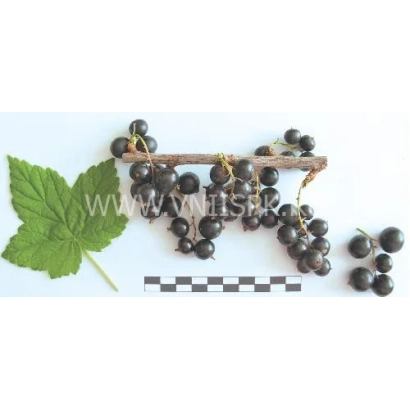 Черная смородина сорта Престиж на ветке с листом и эталонной линейкой