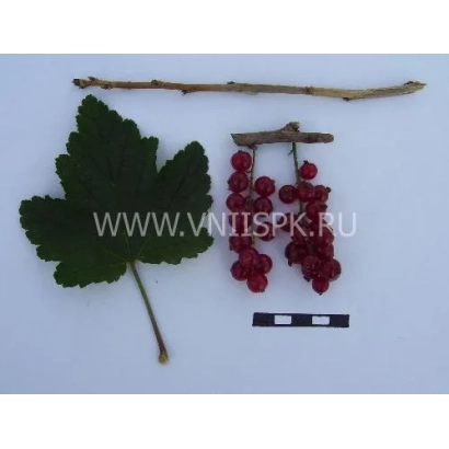 Кисти красной смородины сорта Рачновская с листом и веткой - Рачновская (Ранняя Смольяниновой)