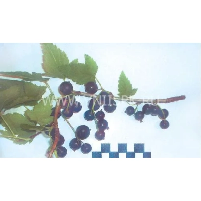 Чорна смородина на гілці з листям - Радість