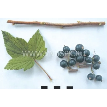 Blackcurrant berries with leaf and twig - Early Potapenko