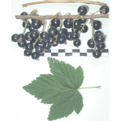 Чорна смородина на гілці з листком - Рясна