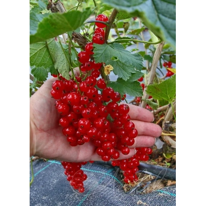 Кисть красной смородины в руке на фоне листьев - Рондом