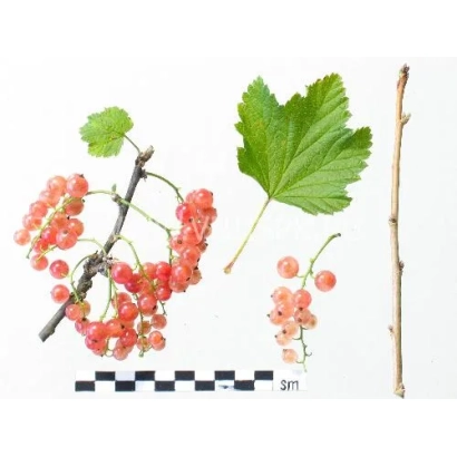 Кисти красной смородины с листьями и веткой для идентификации - Роза