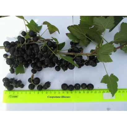 Черная смородина Шаганэ на белой поверхности с линейкой