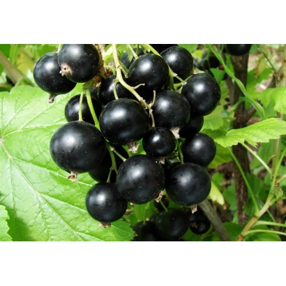Black currant on a branch - Sanyuta