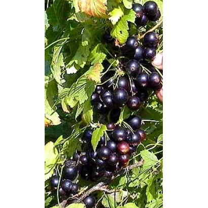 Чорна смородина на гілці з зеленими листками - Санюта