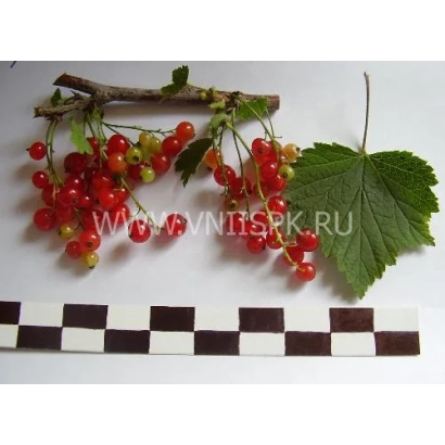 Ветка смородины с ягодами и листом на белом фоне - Сережка