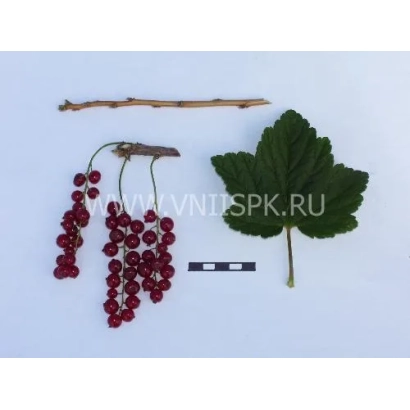 Черная смородина на белом фоне с листом и веткой - Серпантин