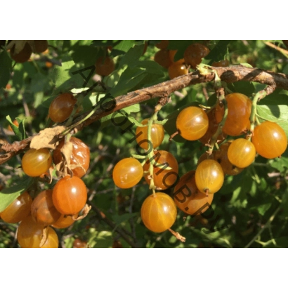 Кисти желтой смородины на ветке - СИБИРСКОЕ СОЛНЫШКО