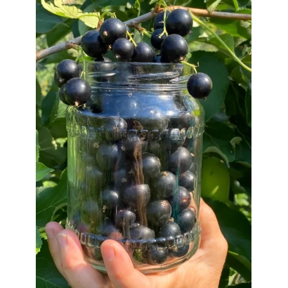 Смородина в стеклянной банке на фоне зелёных листьев - СИНЕГОРЬЕ