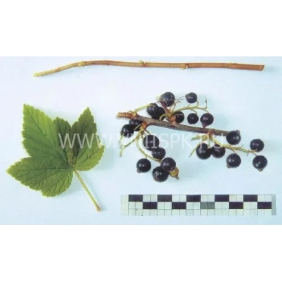 Черная смородина на ветке с листом и линейкой - Сладкоплодная