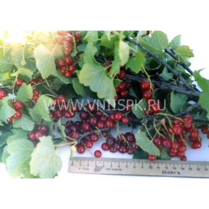 Кисти красной смородины сорта Ильинка с линейкой для масштаба