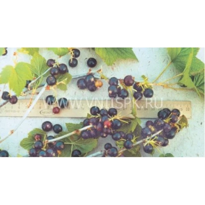 Черная смородина на ветвях с листьями - Маяк