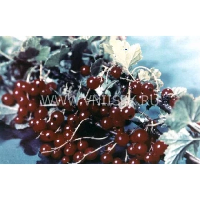 Close-up of blackcurrant berries on a branch - Dream