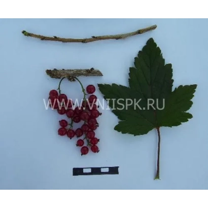 Научная иллюстрация красной смородины с листом и веткой - Натали