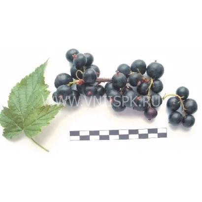 Черная смородина на белом фоне с эталонной шкалой - Ника