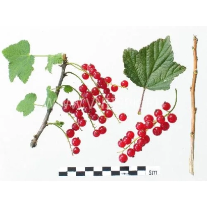 Кисти красной смородины на белом фоне с листьями и ветками - Огонёк