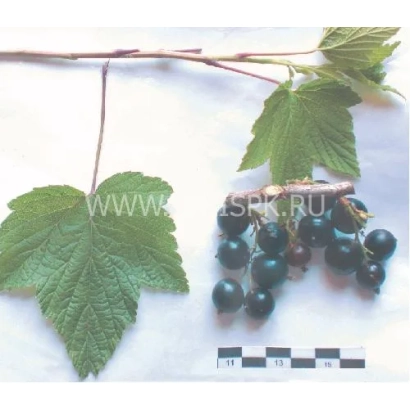 Черная смородина на ветке с листьями - Ожерелье