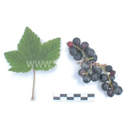 Иллюстрация листа и ягод смородины без названия продукта - Плотнокистная