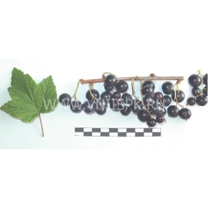 Черная смородина на ветке с листом и линейкой для масштаба - Садко