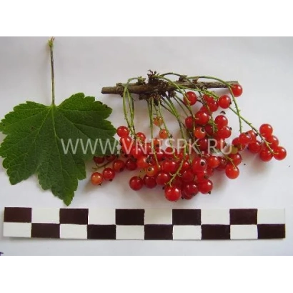 Кисти красной смородины на белом фоне с листом и эталонной линейкой - Татьяна