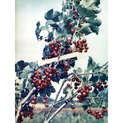 Куст смородины с ягодами на фоне неба - Уральский сувенир