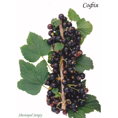 Черная смородина София на ветке с листьями