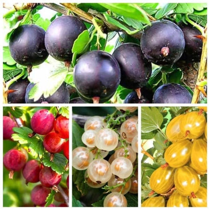 Collage of blackcurrant berries of different varieties on branches - Sonata