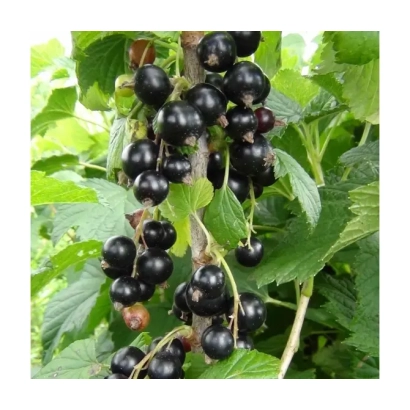 Чорна смородина на гілці - Сюїта київська