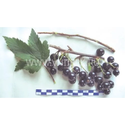 Черная смородина на ветке с листьями и линейкой для измерения - Суйга