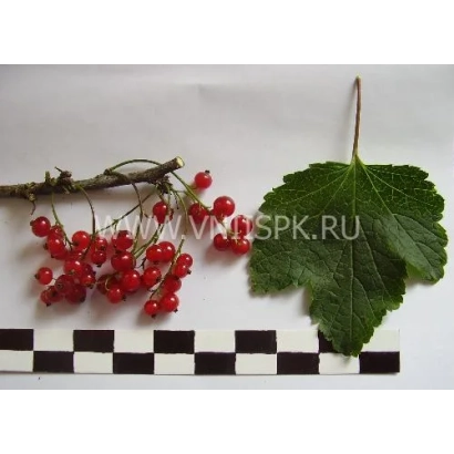 Кисти красной смородины и лист на фоне с логотипом VNSPK.RU - Светлана