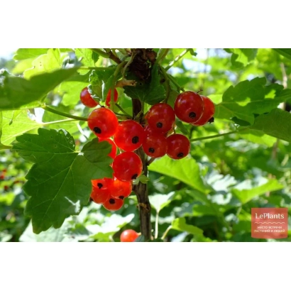 Red currant on a branch - SVETLANKA