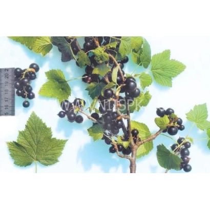 Черная смородина на ветке с листьями на белом фоне - Тамбовская поздняя