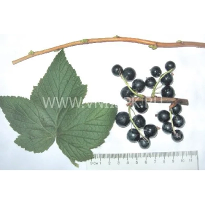 Черная смородина на ветке с листом и линейкой - Тамерлан