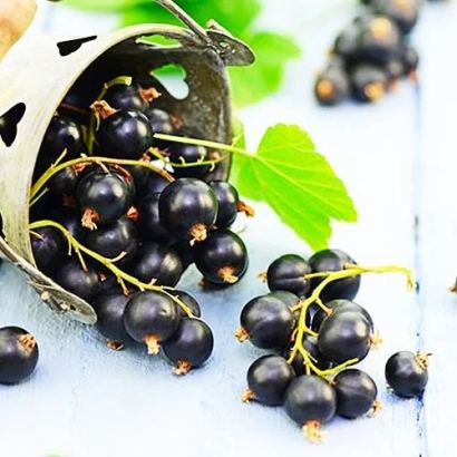 Чорна смородина в металевій кружці на світлому фоні - ТІСЕЛ