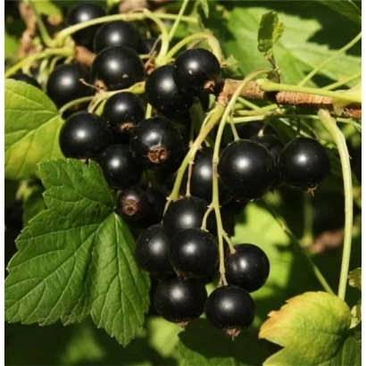 Black currant on a branch - Titania