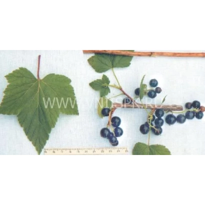 Ветка смородины с ягодами и листом - Трилена (Алёнушка, Чудо)